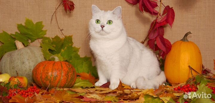 Британские котята золотая шиншилла Агат