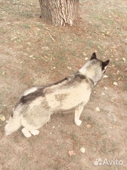 Собачка хаски