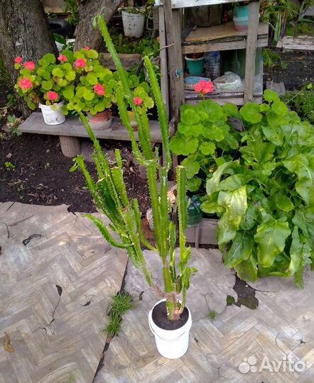 Эуфорбия, молочай трехгранный -комнатное растение