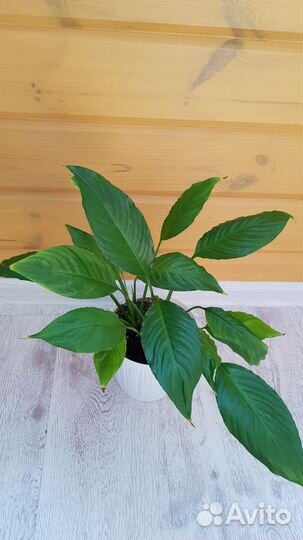 Комнатные растения цветы