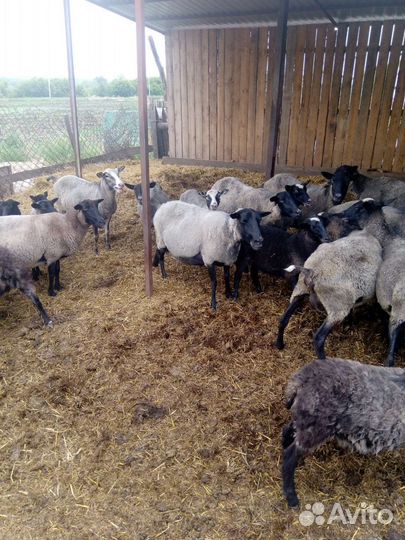 Овцы романовские