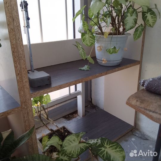 Комнатные растения