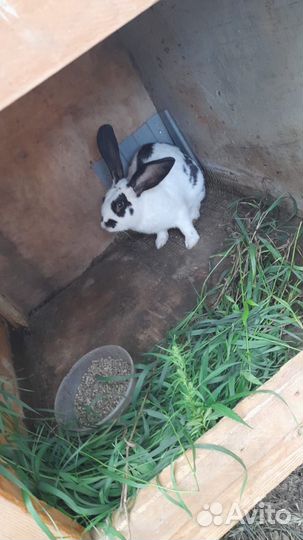 Вязка кроликов