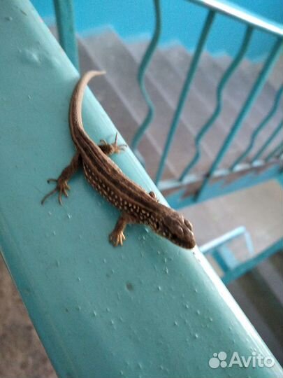 Ящирица обычная