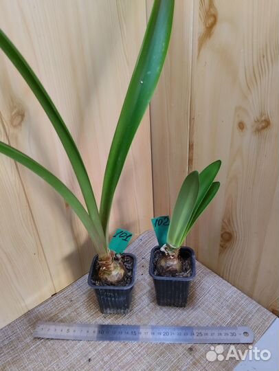 Гиппеаструм