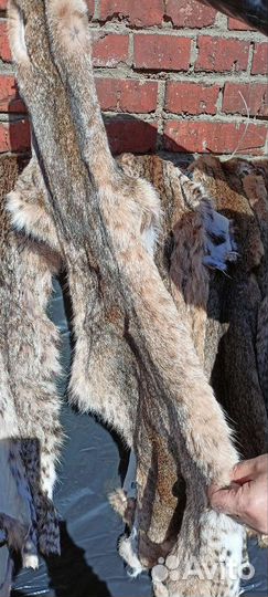 Рысевидная кошка шкура