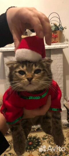 Бесплатно вислоухая кошка