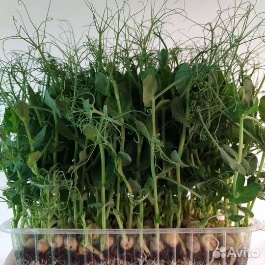 Семена микрозелени