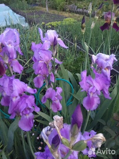 Ирисы