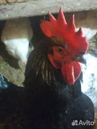 Молодые петухи