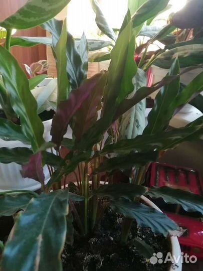 Калатея руфибарба