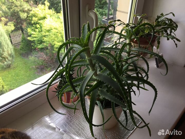 Цветок алоэ