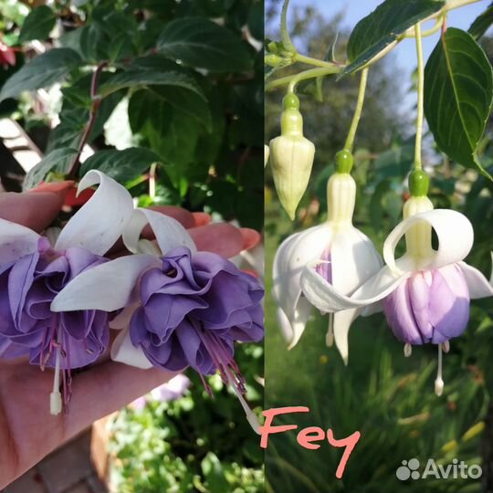 Фуксия цветы