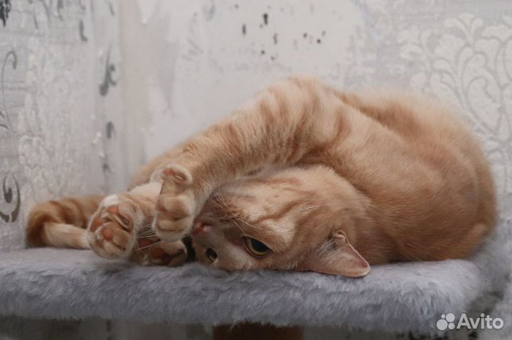 Коты в добрые руки