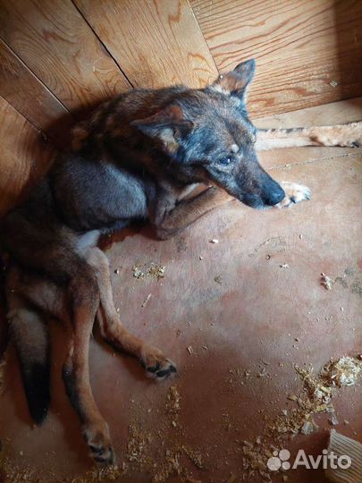 Последние желание собаки из приюта