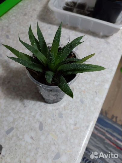 Комнатные растения