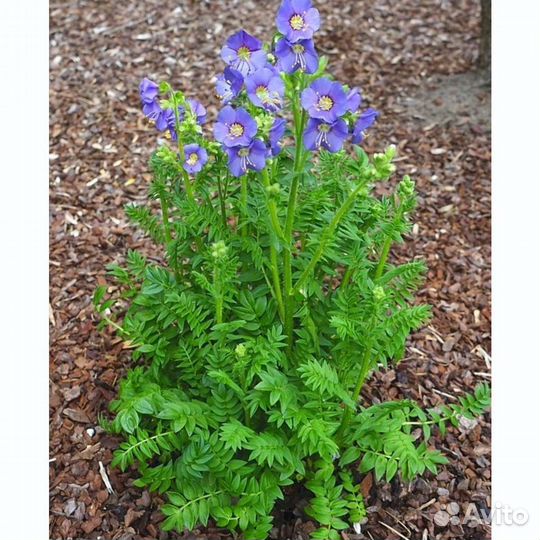 Синюха голубая