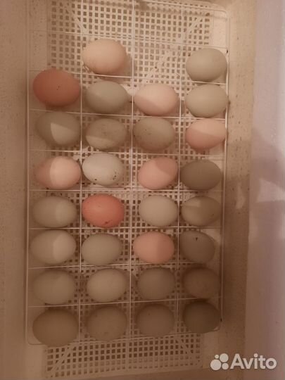 Инкубационное яйцо