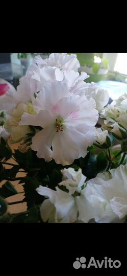 Пеларгония герань