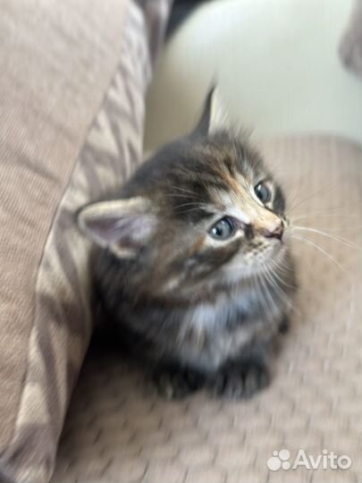 Котята девочки