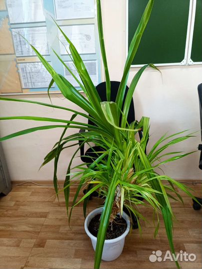 Панданус (винтовая пальма)