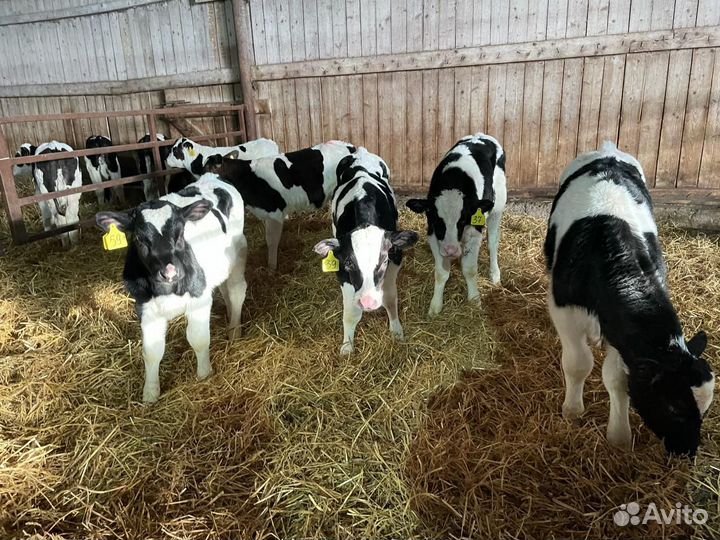 Бычки на откорм