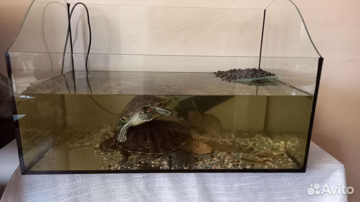 Аквариум и черепахи