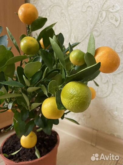 Мандариновое дерево. Комнатное Цитрусовые
