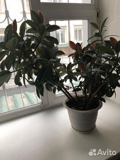 Комнатные растения цветы большие