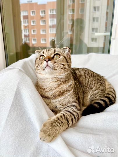 Маленькая полосатая вислоушка Энни в добрые руки