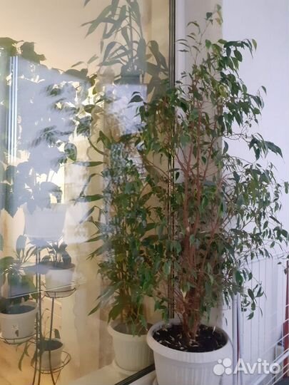 Фикус бенджамина большой