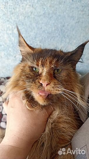 В добрые руки