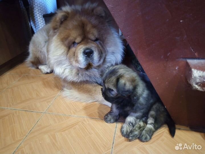 Щенки метисы