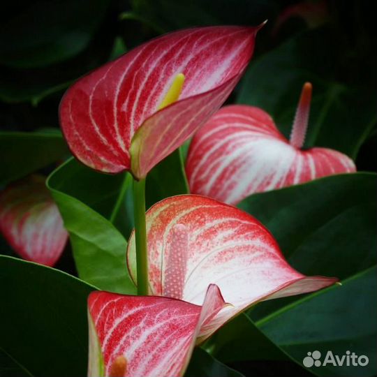 Антуриум Livium