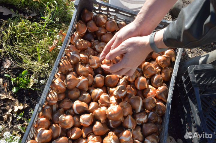 Луковицы тюльпанов оптом 11/12