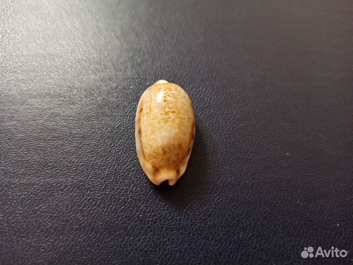 Морская раковина