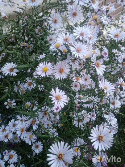 Астра, Очиток Видный, хризантема