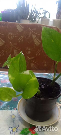 Сциндапсус вариегатный