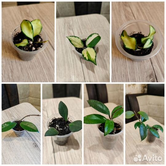 Хойи Разные