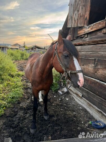 Жеребчик орловский