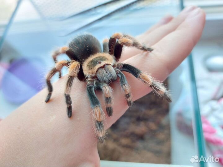 Пауки птицееды