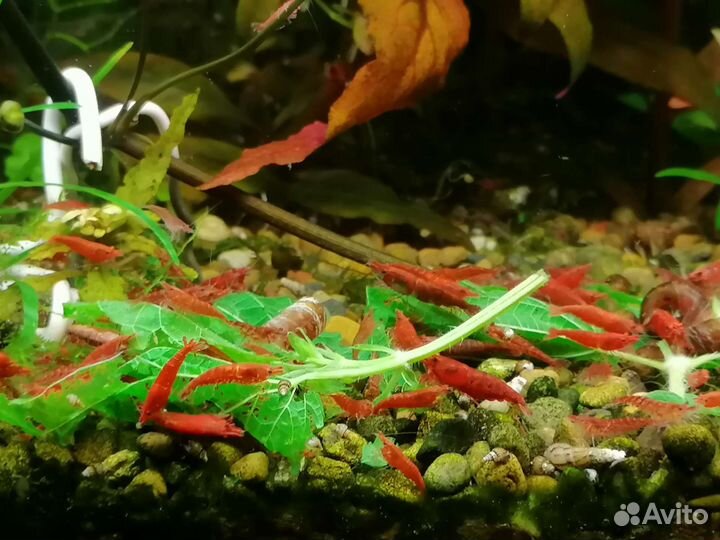 Гуппи, креветки, корм