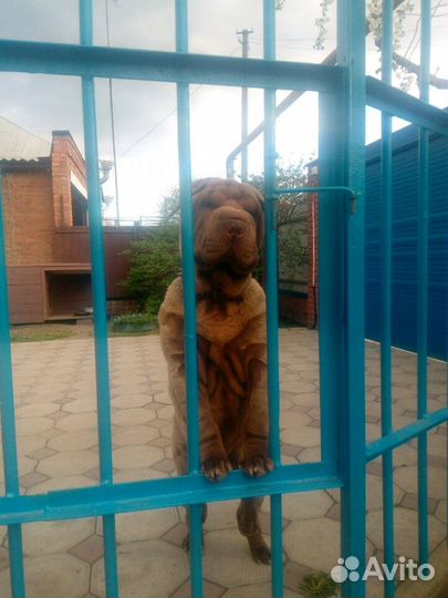 Шарпей вязка