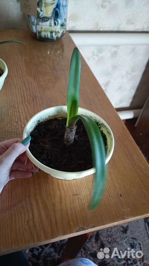 Комнатные растения