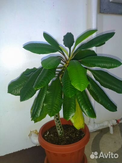 Гибискус китайская роза