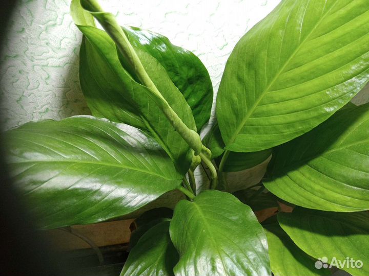 Спатифиллум