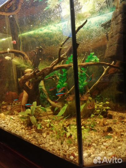 Аквариум 60л