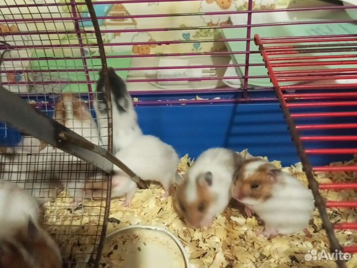 Сирийские хомячки