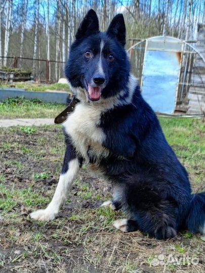 Трехлапик мечтает о доме