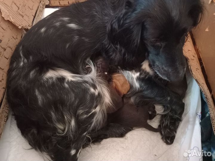 Русский спаниель